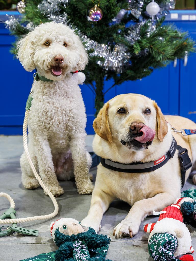 20/11/2023 Pebbles and Barney at Petstock in South Melbourne under a Christmas tree. Aaron Francis / Herald Sun