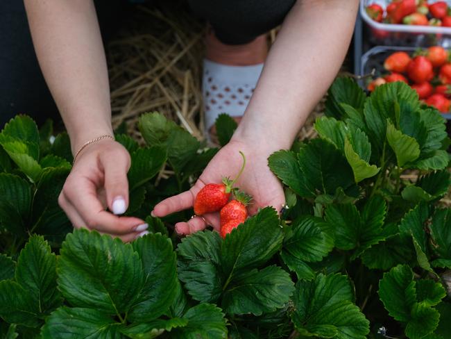 ZALUSKI, POLAND - MAY 27: A seasonal worker from Ukraine harvests strawberries in a field during the ongoing coronavirus crisis on May 27, 2020 in Zaluski, Poland. Farmers across Poland, who depend on foreign, seasonal workers to harvest, face a serious labour shortage following the closure of borders due to the COVID-19 pandemic. Poland's strawberry basin (North area of Masovian Voivodeship) is now facing an estimated "70%" cut in workforce putting a thread to the strawberry crops. Apart from the shortage of foreign workforce, Polish agriculture suffers from what is considered the worst drought of the last decades. (Photo by Omar Marques/Getty Images)