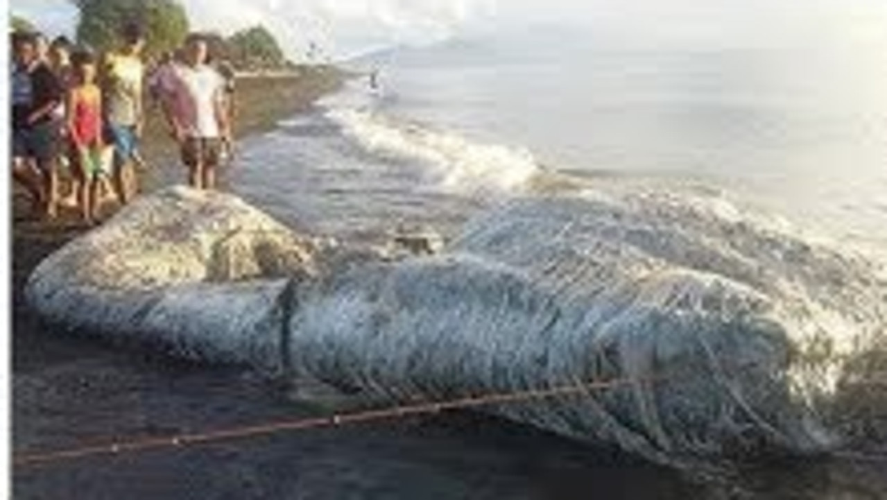 Mysterious Unidentified Creatures That Washed Up On Beaches | News.com ...