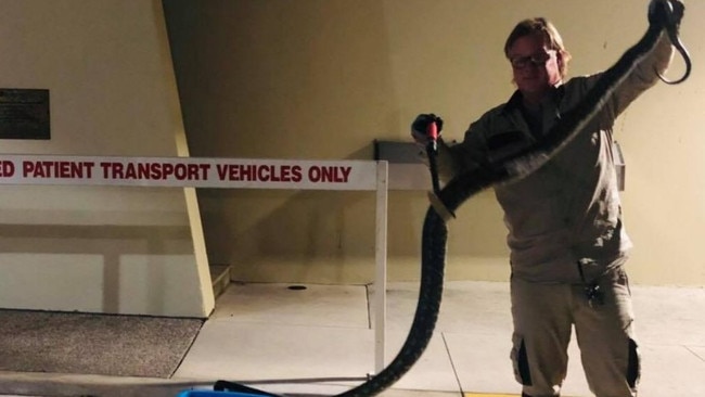 Ozzie removes the snake from the Logan Hospital emergency department entrance.