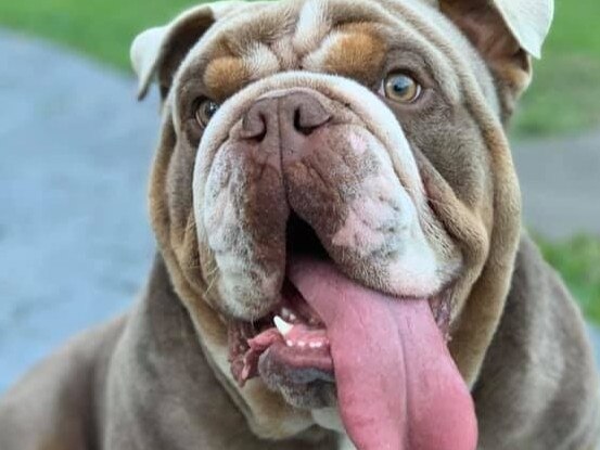 British bulldog Biggie was allegedly stolen from a Gold Coast home last month. Biggie's distraught owner Nadine Steadman has launched a GoFundMe campaign to help bring the two-year-old desexed male home. Picture: Supplied.