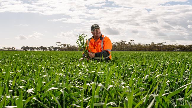 Richard Konzag in a crop on his property at Mallala, South Australia. Picture: Morgan Sette