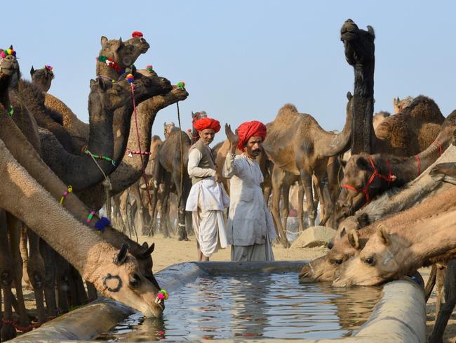 camel pic-1024_x_768