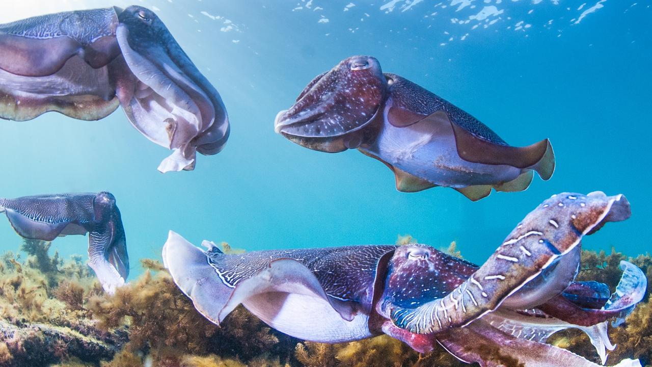 Giant Australian Cuttlefish at Stony Point in Whyalla - Picture: Carl Charter