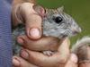 How this cute little rat managed to dig itself out of a hole