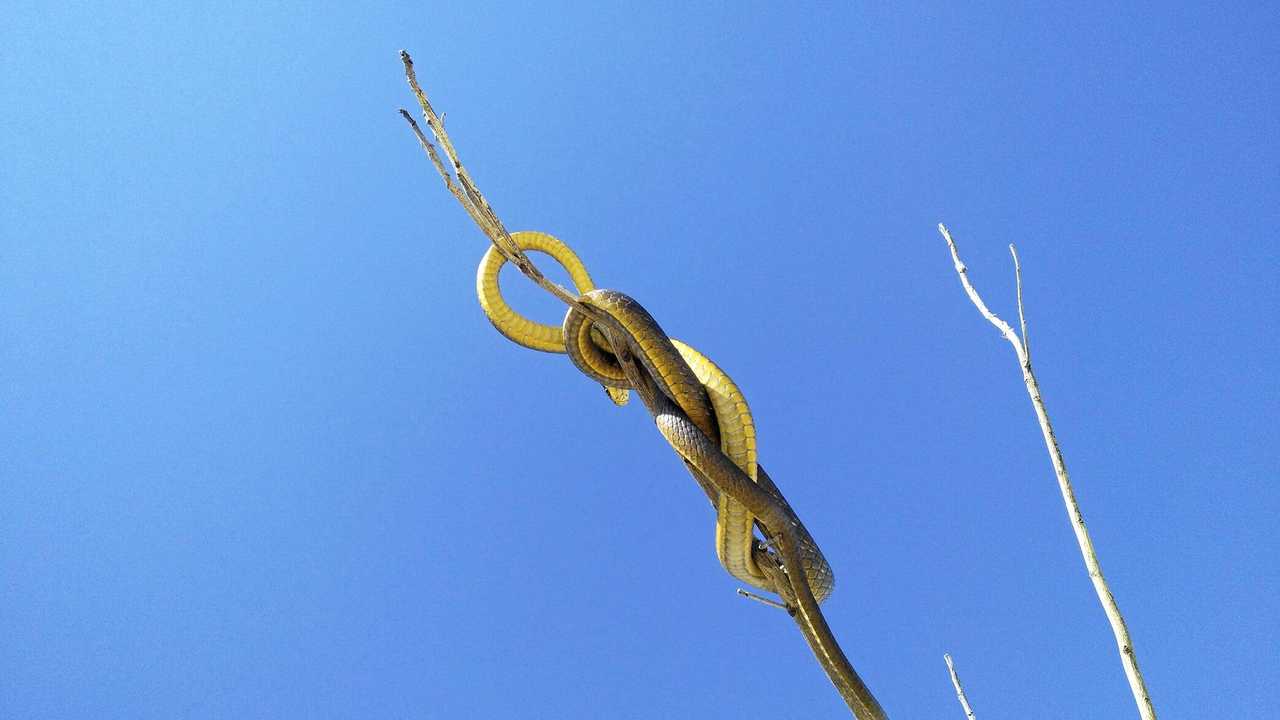 Common tree snake at Bargara. This snake is not related to bite incident.