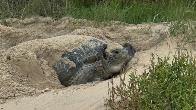 The turtle laying eggs early in the morning on January 23.