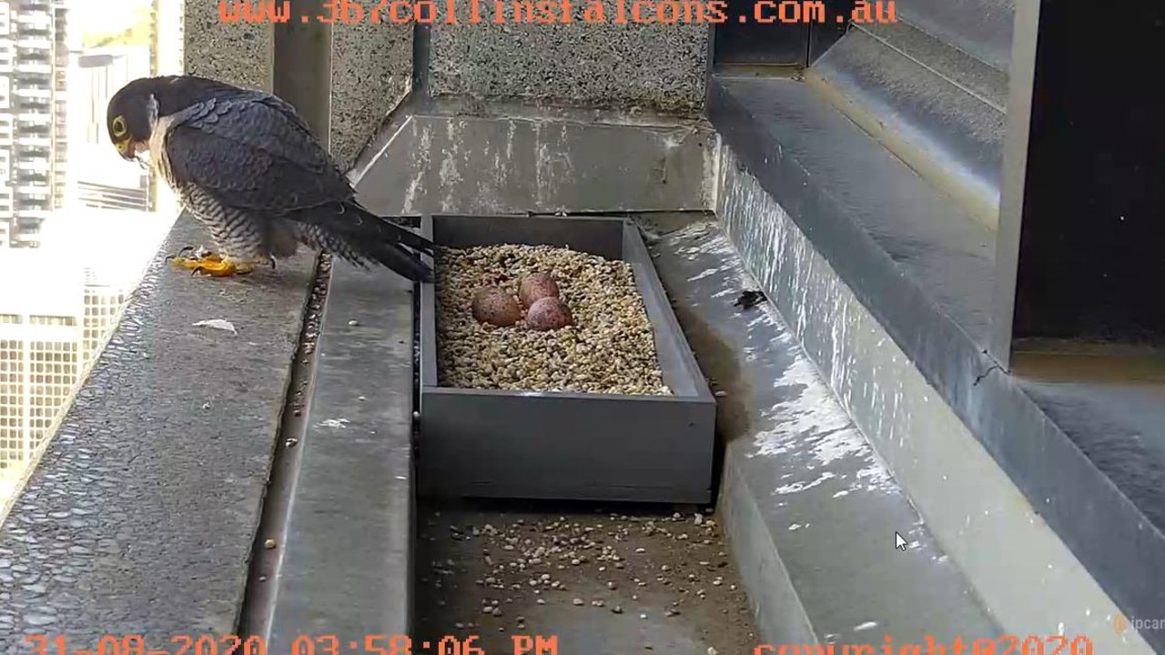 The falcon leaves the nest at 3.58pm on Monday, August 31 and three eggs are visible. Picture: 367 Collins Street Falcones