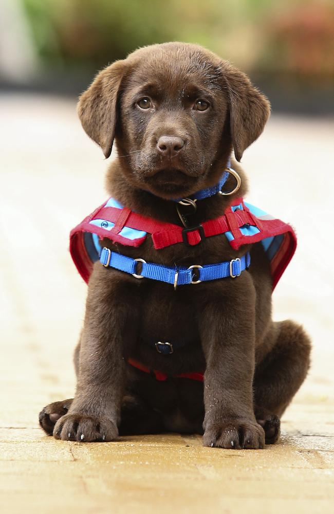 Volunteers will look after eight-week-old pups and provide basic training. Picture: Justin Lloyd