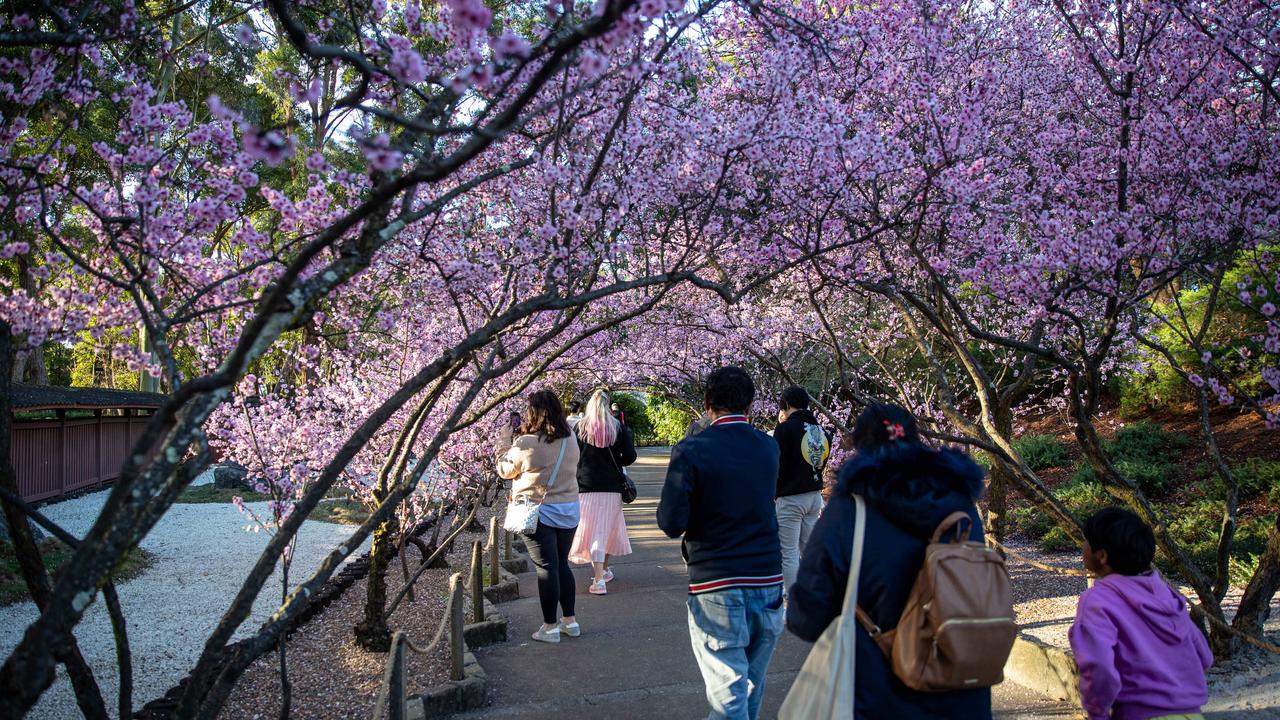 A gorgeous arch forms over the flower trail. Picture: Christian Gilles