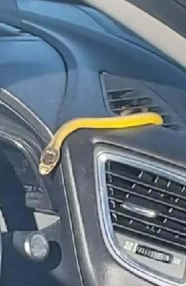 A snake came out of the air conditioning vent of a Bundaberg family's car last week. This picture featured on 7 News and was posted on the Snakes Identification Australia page.