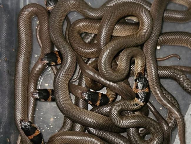 Seventeen eastern brown snake hatchlings just prior to being released in the Murwillimbah area in February 2025.