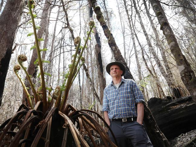 Professor David Bowman next to a regenerating man fern after the January bushfires near Lake Mackenzie in the Central Highlands. Picture: CHRIS KIDD