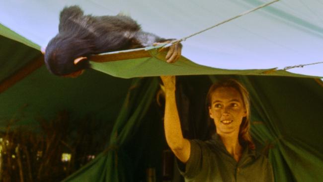 Scene from the documentary Jane (2017). A National Geographic Production Gombe, Tanzania - "Flint" peeks into a tent at Jane Goodall.