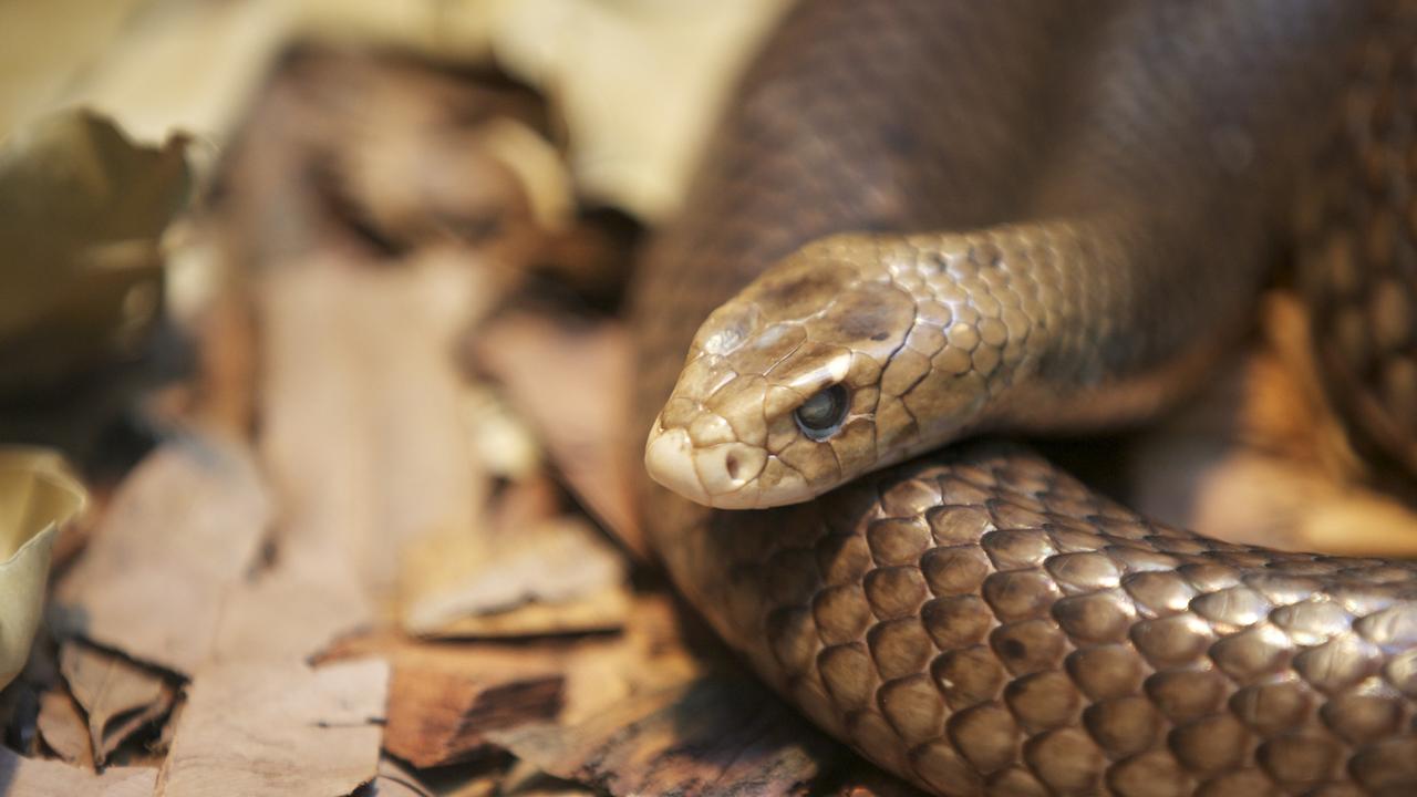 Mr Harrison was holding two eastern brown snakes in his hands when he was bitten. Picture: iStock