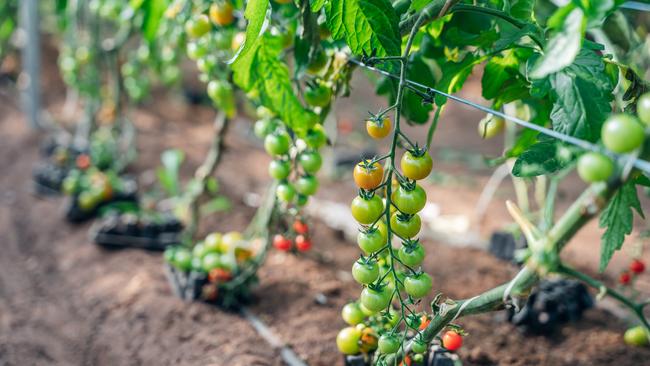 Eldridge Fresh Organics tomatoes.