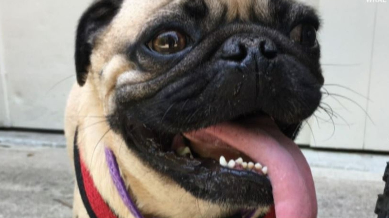 North Carolina pug infected with coronavirus