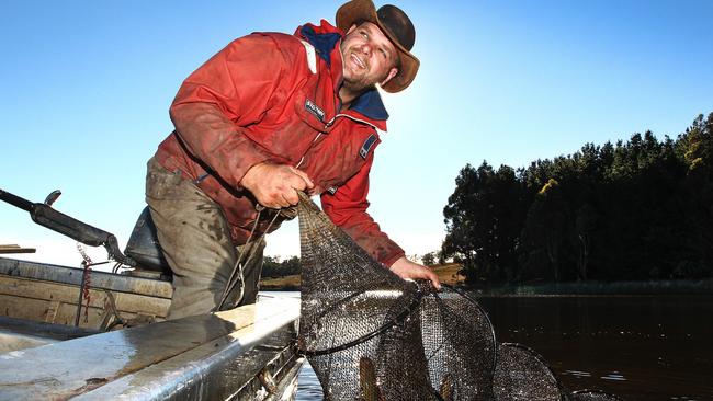 Commercial Eel Fisher Brad Finlayson of Tasmanian Eel Exporters harvests eels at Moriarty