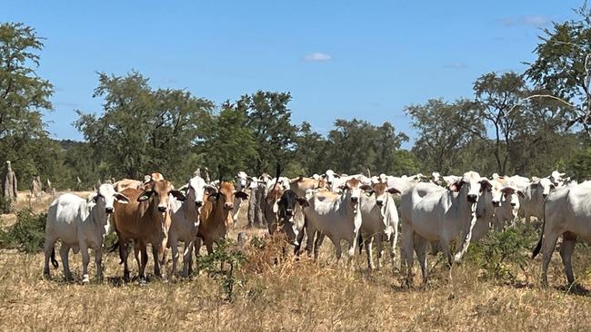 A herd of 16,000 Brahman’s have been run on the property in recent seasons.