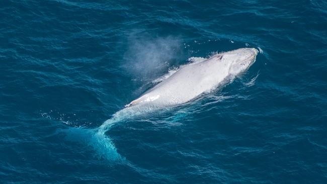 Whale watching: where to see whales in Moreton Bay from Redcliffe | The ...