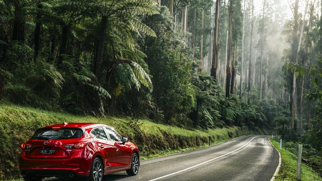 Driving among the giants on the Black Spur.