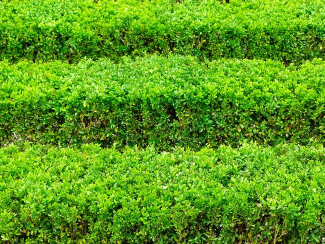 Japanese Boxwood or Buxus Shrub.