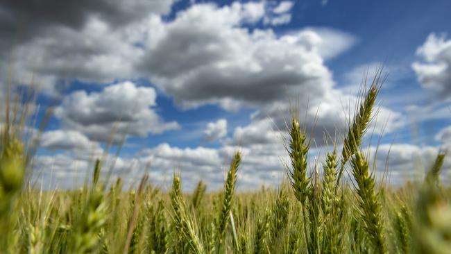 Another bumper crop harvest is expected this year and could help the overall production value of agriculture reach $73 billion. PHOTOGRAPHER: ZOE PHILLIPS