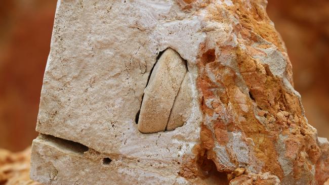 Mt Gambier trip. A rare perotrochus fossil has been found at a quarry just outside Mount Gambier. 13th October 2020. Picture: Tait Schmaal.