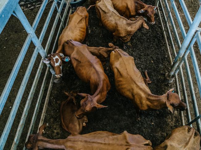 Several large animal advocacy groups said more stringent changes to Queensland’s animal welfare laws were still needed, especially with regards to the treatment of livestock, such as these cattle at a sale yard in Rockhampton. Picture: Animal Liberation Queensland.