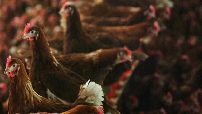 New call to ban battery-hen farming, state's cage egg producers angered by the fresh call, Tasmanian Commercial Egg Producers president John Groeneweld, of Groeneweld Poultry, at Moriarty, with laying hens in a shed