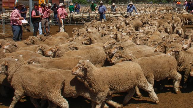 There are plenty of Merino lambs expected to come into the market this winter as a wet spring delayed turnoff.