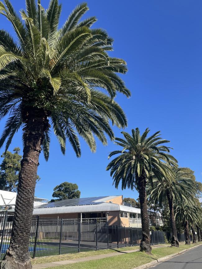 Palm trees at the Toohey’s Palm Estate conservation area at Moree Ave, Westmead.