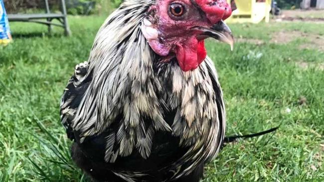 Jack Frost the Rooster. Picture: Contributed