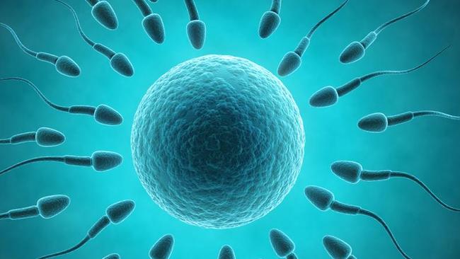 Human sperm grown in laboratory may solve male infertility | news.com ...