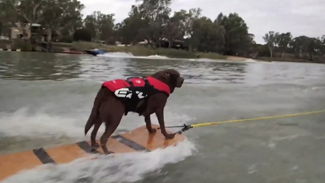 Watch: The dog that skis