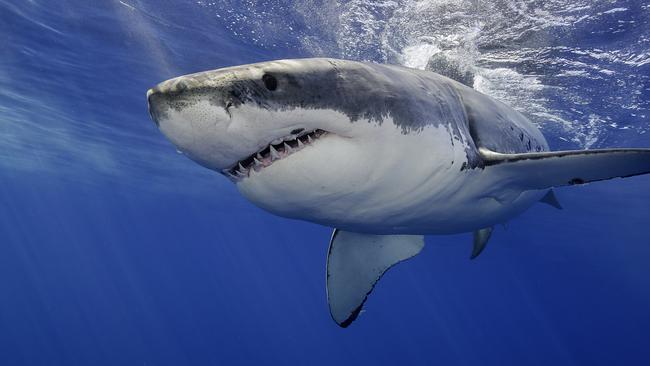 Stemming the loss of blood is critical in saving shark attack victims.