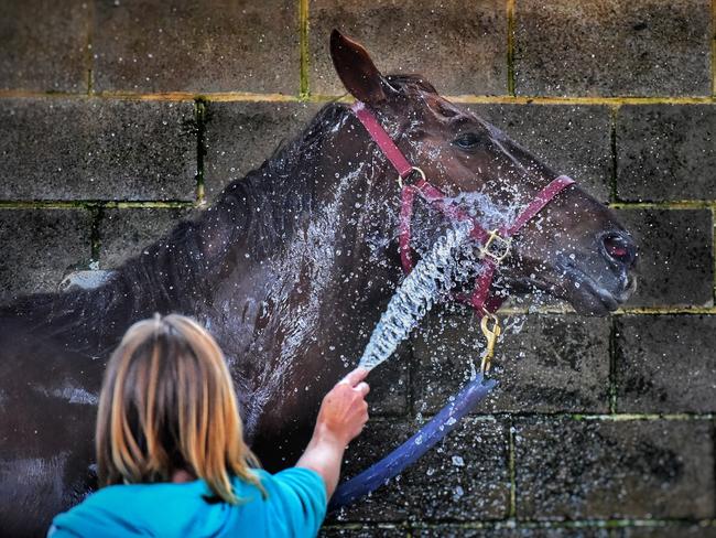 Horses are washed down after a morning training session. Picture: Tony Gough