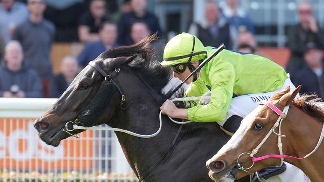 Amenable has drawn wide in the Alan Brown Stakes. Picture: Scott Barbour / Racing Photos