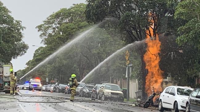 Flames shoot up into tree outside an apartment building on Darley Rd in Manly on March 16 2020. Picture: Madelaine Wong