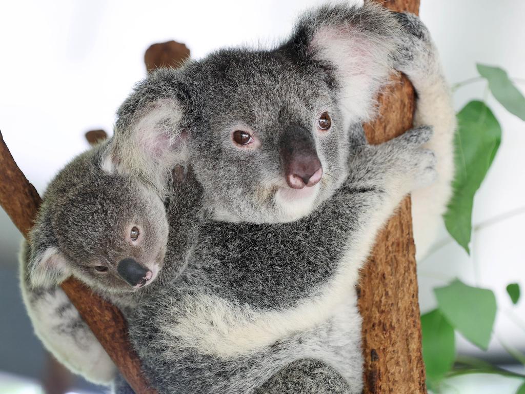 Koala Facts - Australian, Vulnerable, And 100% Not Huggable