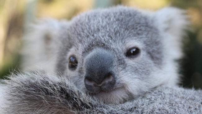 Koala joey Tallow from Paradise Country might not be travelling that far. Picture: Tourism Australia