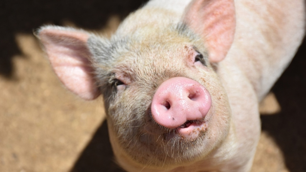 Pigs are considered ideal organ donors for humans. Picture: iStock