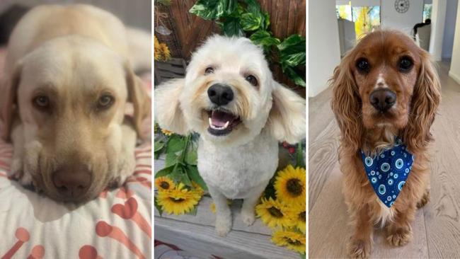 The cutest dogs from across NSW, now vying for the state crown (L-R): Pearl from the South Coast, Alfie from South Sydney, and Ronny from southwest Sydney.