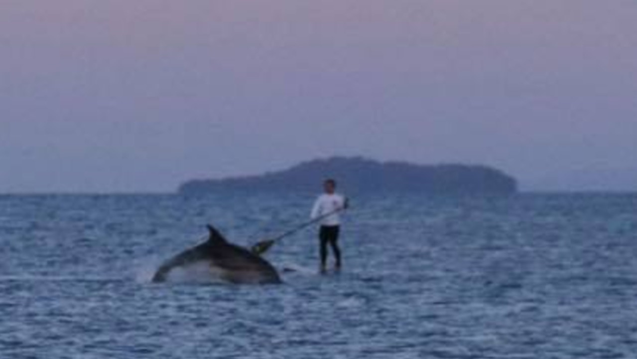 Dolphins breach just inches from paddleboarders