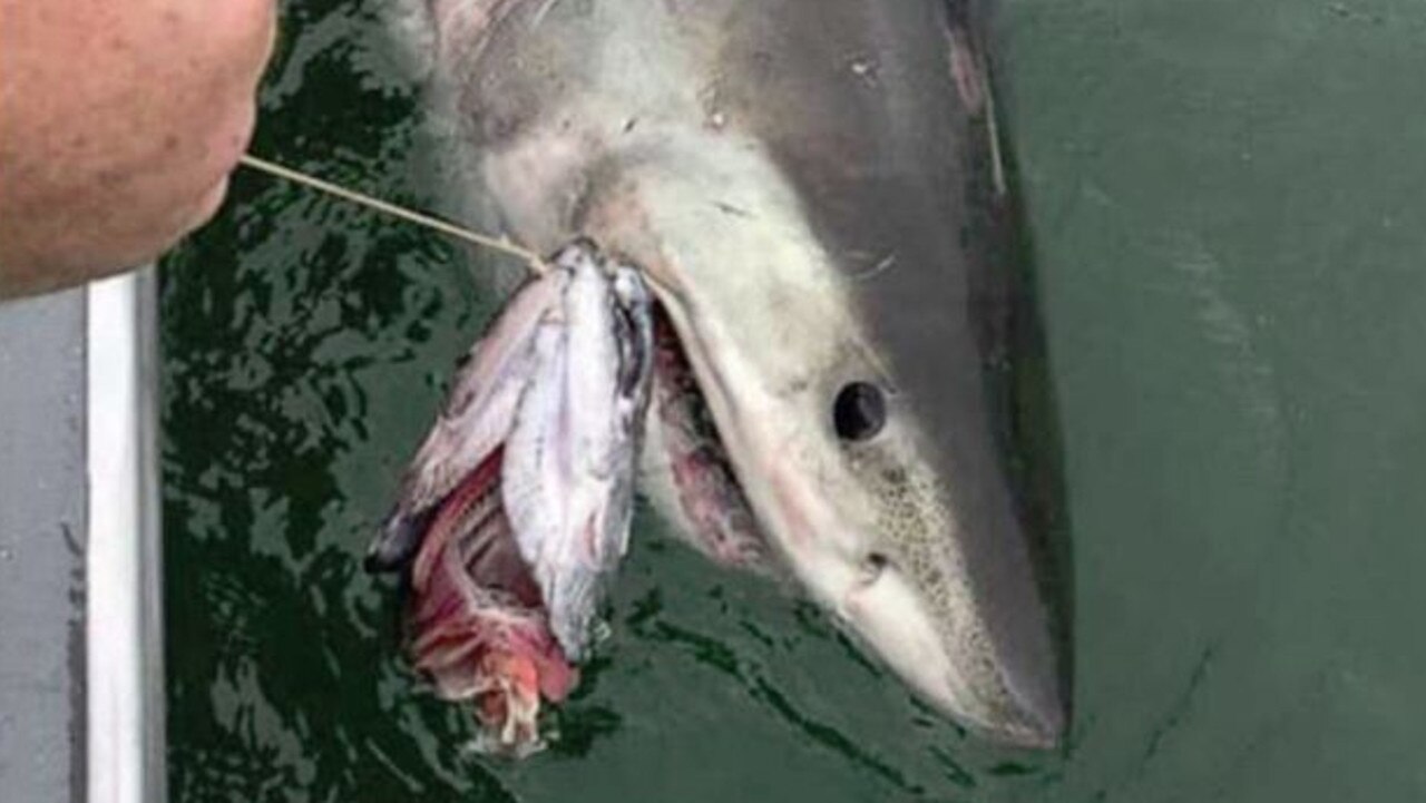 Great white shark ‘drags boat around’ San Francisco Bay | The Courier Mail