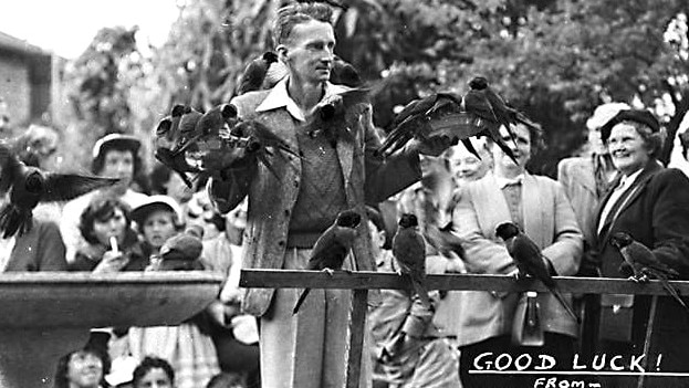 Alex Griffiths feeding lorikeets at the Currumbin Bird Sanctuary, circa 1950. Photographer unknown. Gold Coast City Council archive.