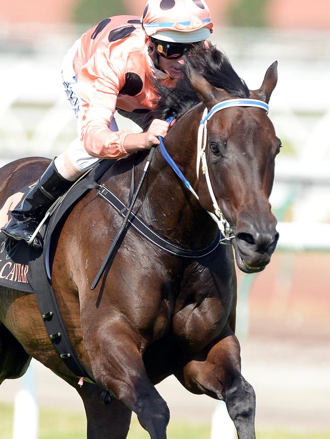 Black Caviar wins the Lightning Stakes in 2013.