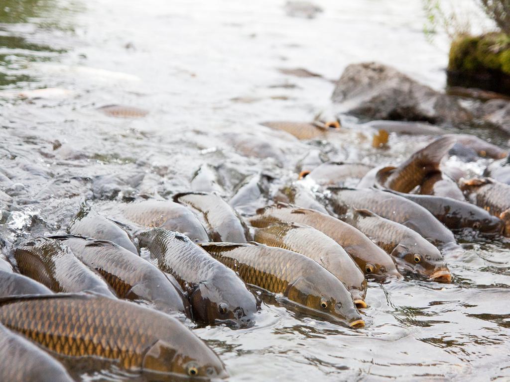 The name Asian carp has been deemed racist and will be changed. Picture: iStock