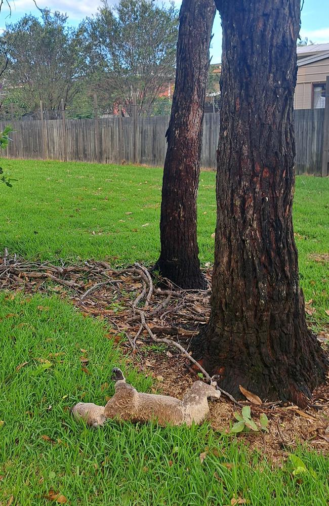 The heartbreaking image of Bravo at the base of his tree at the Port Macquarie Koala Hospital. Picture: Koala Hospital Facebook Page