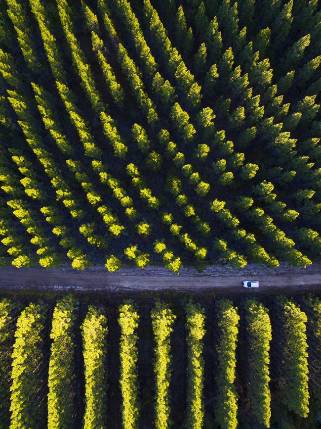 Travel winner: Todd Kennedy ... By using a consistent ‘straight down’ perspective and strong geomeric lines, the series were a clear standout in the travel category. Souring Google Maps images for geometry, he found a prospective pine forest in Queensland for a shot with strong lines accented by deep late afternoon shadows. The secret to great drone imagery? “Keeping the drones charged and packed in backpacks, ready for the next adventure,” he says. Picture: Todd Kennedy/Australian Photography magazine